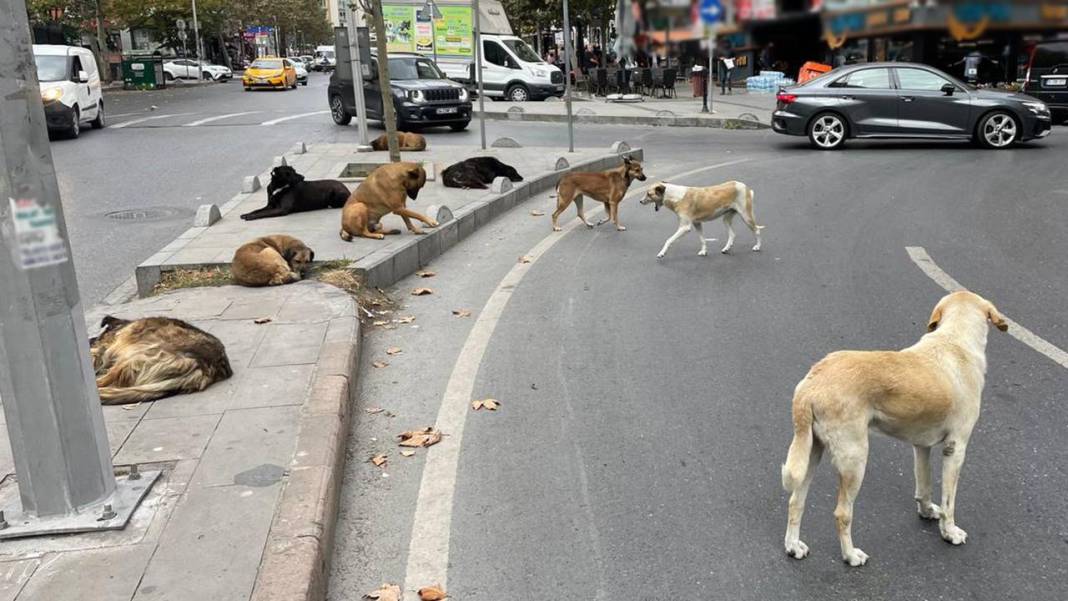 İşte 10 soruda başıboş köpek düzenlemesi! Ötanazi uygulanacak mı? 2